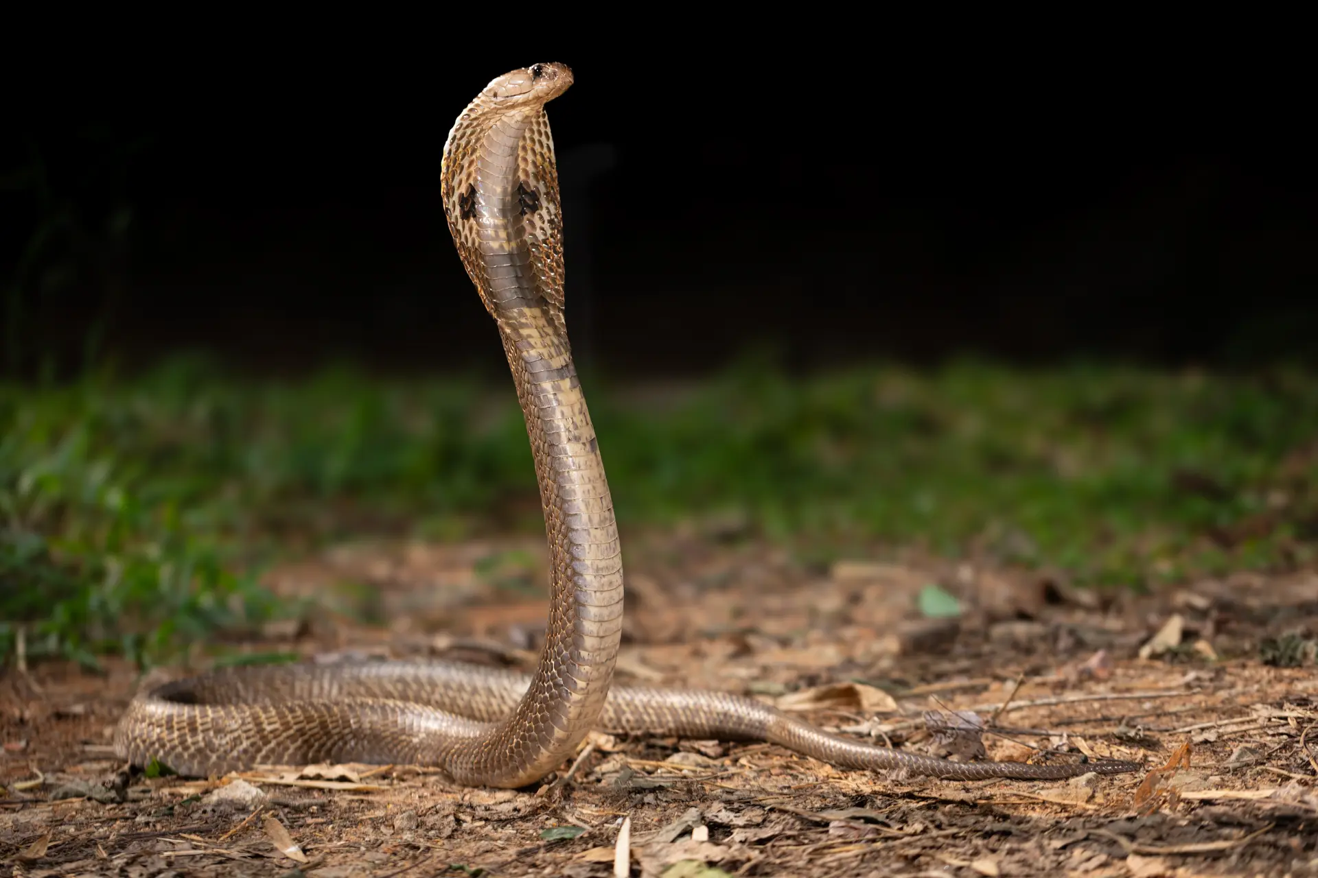 Spectacled Cobra (Naja naja) — India's most iconic venomous snake